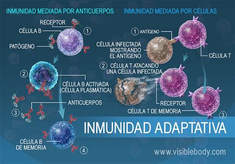 inmunidad adaptativa-4